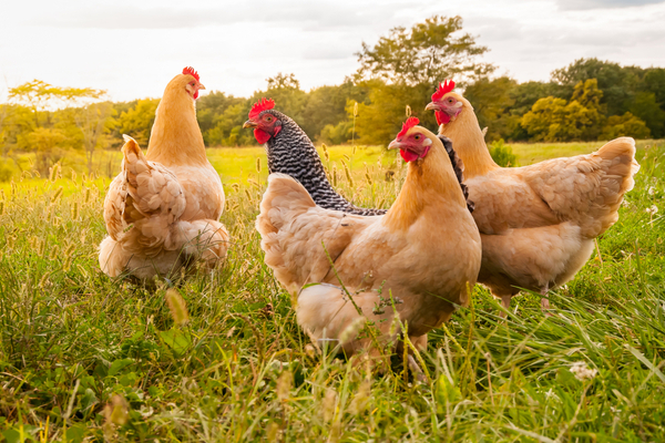 Grippe aviaire : vers la fin de l’épidémie ?