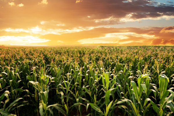 Vente d’une parcelle agricole et préemption de la SAFER : une procédure à respecter