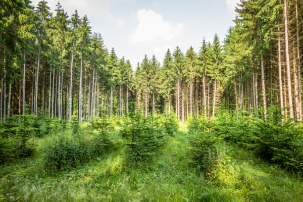 Renouvellement forestier : une aide financière sous conditions